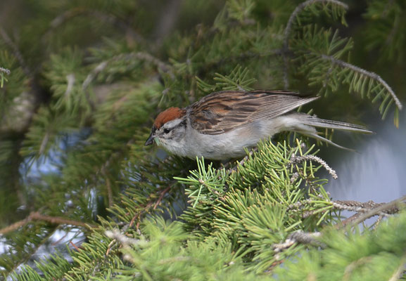 SCHWIRRAMMER, CHIPPING SPARROW, SPIZELLA PASSERINA