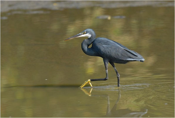 KÜSTENREIHER, WESTERNREEF HERON, EGRETTA GULARIS