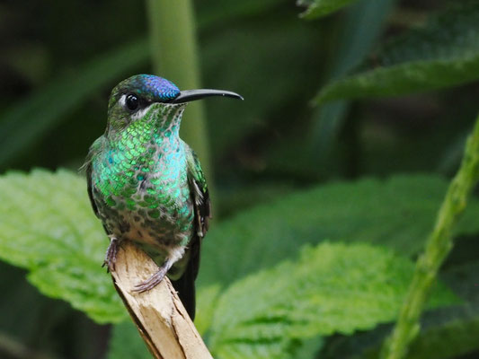 VIOLETTSTIRN-BRILLANTKOLIBRI, VIOLET-FRONTED BRILLANT - HELIODOXA LEADBEATERI