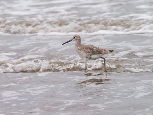 Schlammtreter, Willet - Tringa semipalmata