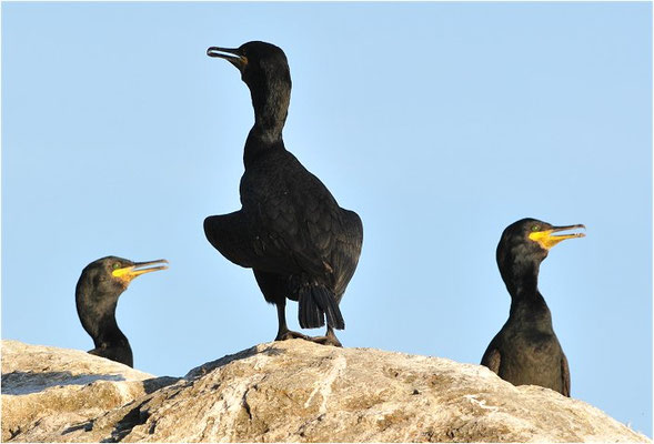 KRÄHENSCHARBE, SHAG, PHALACROCORAX ARISTOTELIS