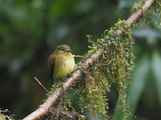 GELBZÜGEL-SCHNÄPPERTYRANN, FLAVESCENT FLYCATCHER - MYIOPHOBUS FLAVICANS