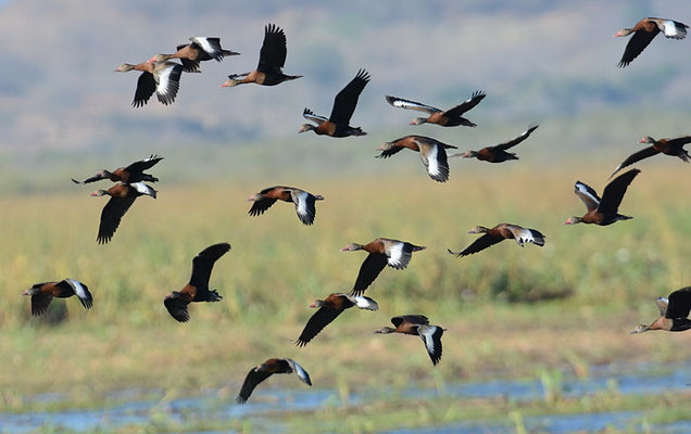 HERBSTPFEIFENTE, BLACK-BELLIED WHISTLING-DUCK,DENDROCYGNA AUTUMNALIS