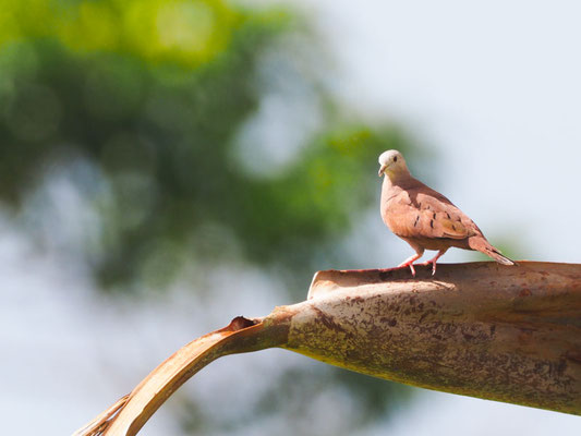 Rosttäubchen, Ruddy Ground-Dove - Columbina talpacoti