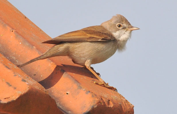 DORNGRASMÜCKE, WHITETHROAT, SYLVIA COMMUNIS