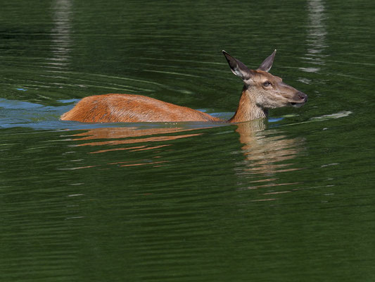 Rothirsche können ausgezeichnet schwimmen. 