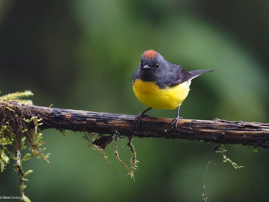 LARVENWALDSÄNGER, SLATE-THROATED WHITESTART - MYIOBORUS MINIATUS