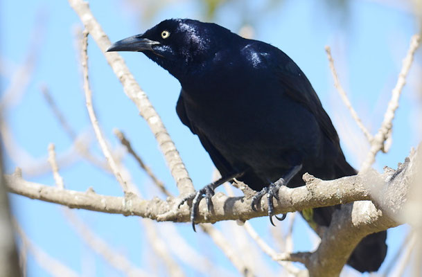 DOHLENGRACKEL, GREAT-TAILED GRACKLE, QUISCALUS MEXICANUS