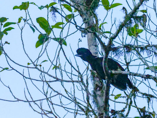 LANGLAPPEN-SCHIRMVOGEL, LONG-WATTLED UMBRELLABIRD - CEPHALOPTERUS PENDULIGER