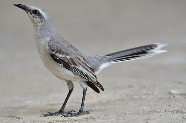 TROPENSPOTTDROSSEL, TROPICAL MOCKINGBIRD, MIMUS GILVUS