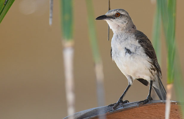Campos-Spottdrossel, Chalk-browed mockingbird, Mimus saturninus