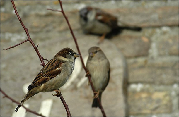 HAUSSPERLING, HOUSE SPARROW, PASSER DOMESTICUS
