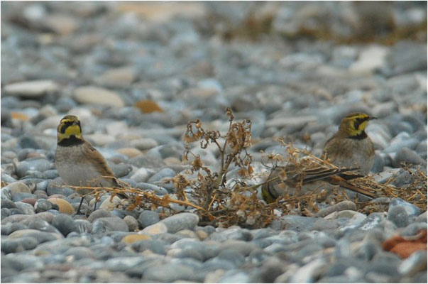 OHRENLERCHE, SHORE LARK (HORNED LARK), EREMOPHILA ALPESTRIS