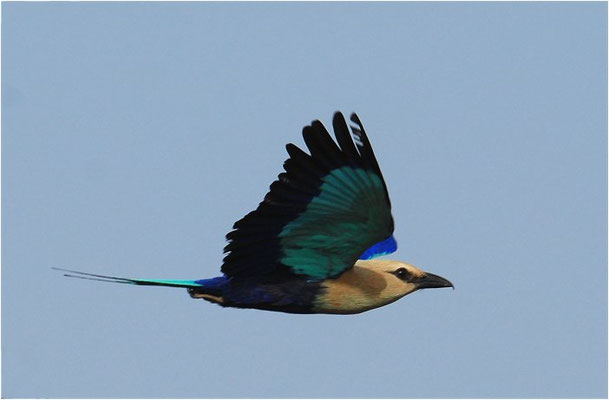 BLAUBRUSTRACKE, BLUE-BELLIED ROLLER, CORACIAS CYANOGASTER