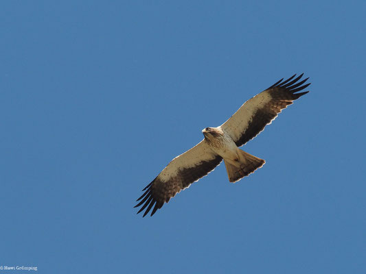 ZWERGADLER, BOOTED EAGLE, AQUILA PENNATA