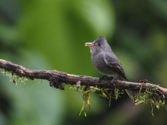 SCHIEFERTYRANN, SMOKE-COLORED PEWEE - CONTOPUS FUMIGATUS