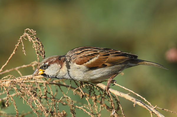 HAUSSPERLING, HOUSE SPARROW, PASSER DOMESTICUS