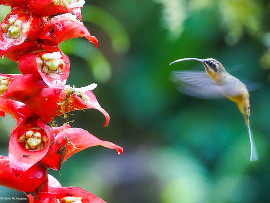 ORANGEBAUCH-SCHATTENKOLIBRI, TAWNY-BELLIED HERMIT,  - PHAETORNIS SYRMATOPHORUS