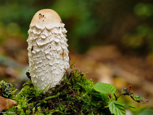 Schopf-Tintling - Coprinus comatus