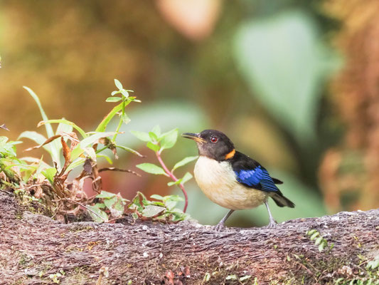 Halsband-Naschvogel, Golden-Collared Honeycreeper - Iridophanes pulcherrimus