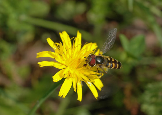 MONDFLECK-FELDSCHWEBFLIEGE, EUPEODES LUNIGER
