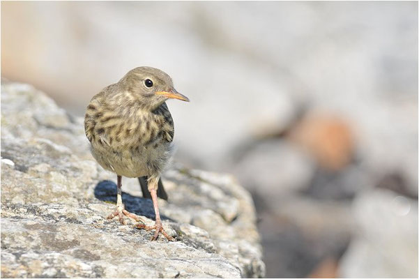 STRANDPIEPER, ROCK PIPIT,  ANTHUS PETROSUS