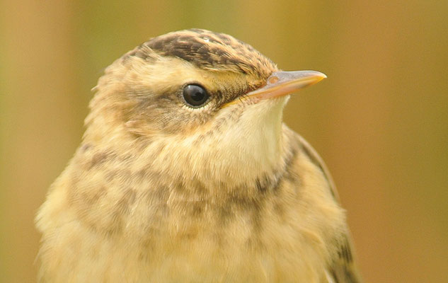 SCHILFROHRSÄNGER, SEDGE WARBLER, ACROCEPHALUS SCHOENOBAENUS
