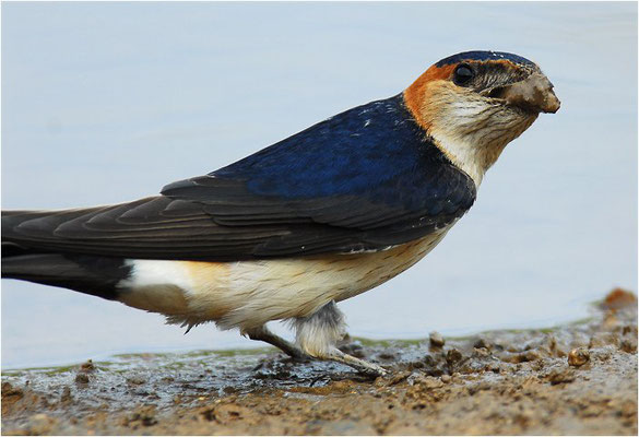 RÖTELSCHWALBE, RED-RUMPED SWALLOW, CECROPIS DAURICA