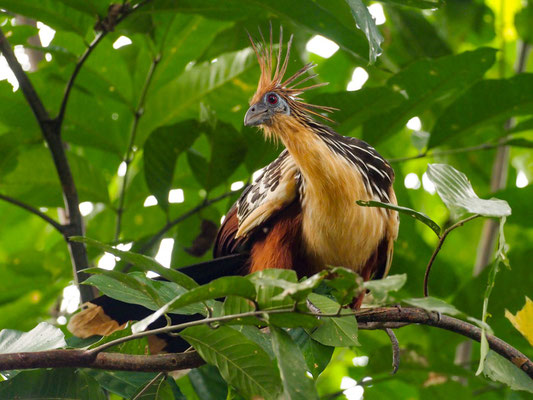 Hoatzin, Hoatzin - Opisthocomus hoazin