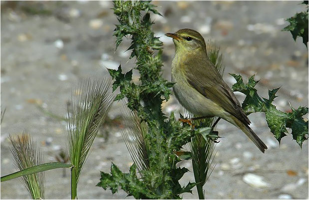 FITIS,  WILLOW WARBLER, PHYLLOSCOPUS TROCHILUS