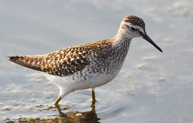 BRUCHWASSERLÄUFER, WOOD SANDPIPER, TRINGA GLAREOLA