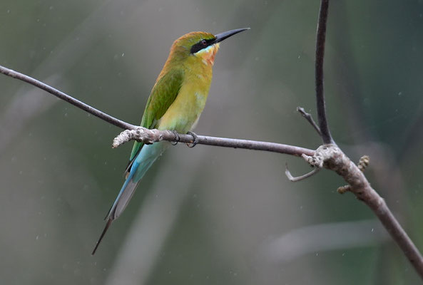 BLAUSCHWANZSMARAGDSPINT, BLUE-TAILED BEE-EATER, MEROPS PHILIPPINIS