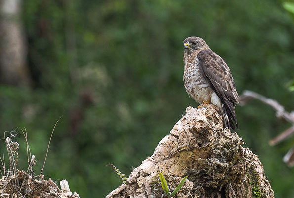 BREITSCHWINGENBUSSARD, BROAD-WINGED HAWK, BUTEO PLATYPTERUS