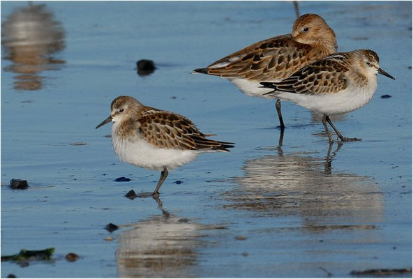 ZWERGSTRANDLÄUFER, LITTLE STINT, CALIDRIS MINUTA