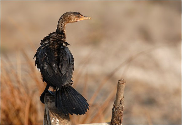 RIEDSCHARBE, LONG-TAILED-CORMORANT, PHALACROCORAX AFRICANUS