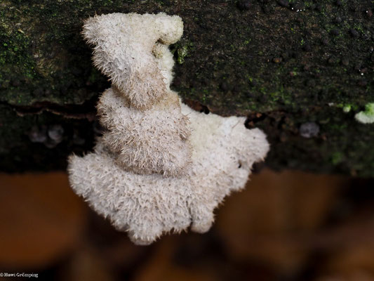 Gemeiner Spaltblättling - Schizophyllum commune