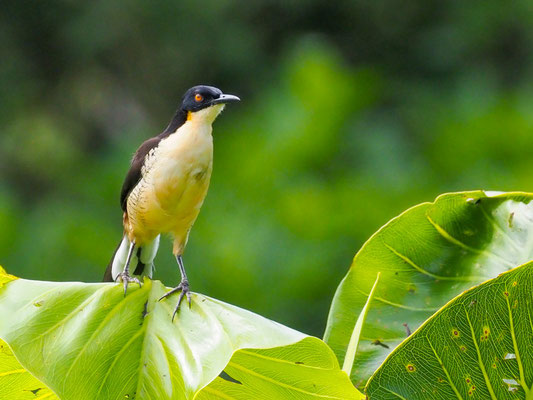 Rohrspötter, Black-capped Donacobius - Donacobius atricapilla
