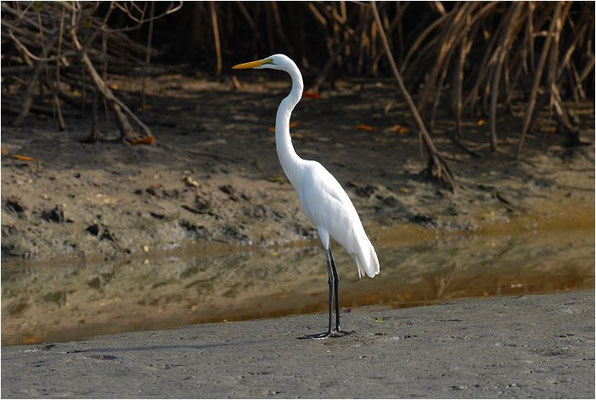 SILBERREIHER, GREAT WHITE EGRET, EGRETTA ALBA