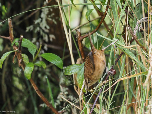 SEGGENZAUNKÖNIG, SEDGE WREN - CISTOTHORUS PLATENSIS