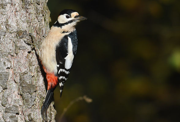 BUNTSPECHT, GREAT SPOTTED WOODPECKER, DENDROCOPOS MAJOR