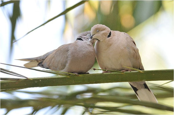 RINGELTAUBE, WOOD PIGEON,  COLUMBA PALUMBUS