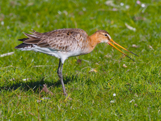 Auch Uferschnepfen sind in Ameland noch häufige und lautstarke Brutvögel.