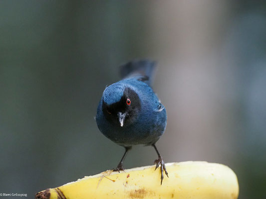 MASKENHAKENSCHNABEL, MASKED FLOWERPIERCER - DIGLOSSA CYANEA