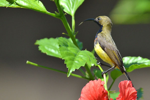 GRÜNRÜCKEN-NEKTARVOGEL, OLIVE-BACKED SUNBIRD, NECTARINIA JUGULARIS