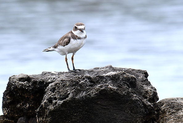 Amerikanischer Sandregenpfeifer, Semipalmated plover, Charadrius semipalmatus
