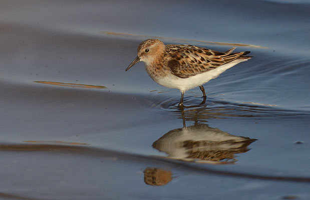 ZWERGSTRANDLÄUFER, LITTLE STINT, CALIDRIS MINUTA
