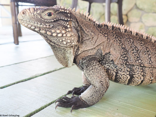 Kubanischer Leguan auf Cayo Iguana