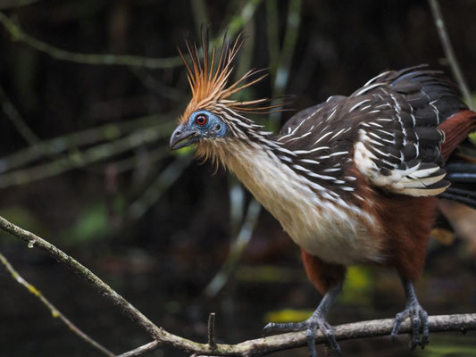 Hoatzin, Hoatzin - Opisthocomus hoazin