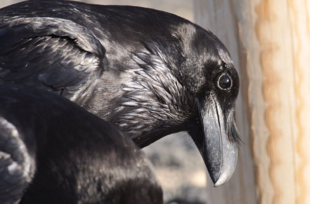 KOLKRABE, RAVEN, CORVUS CORAX
