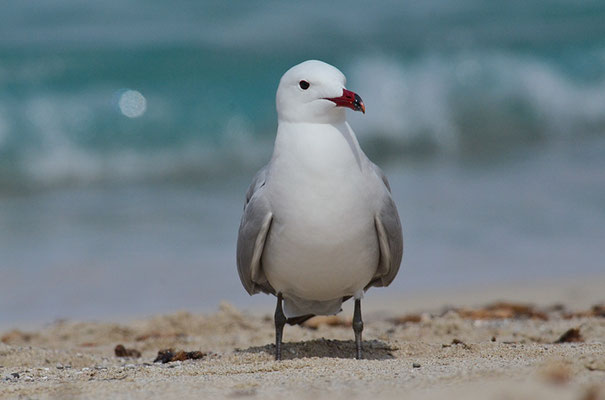 KORALLENMÖWE, AUDOUIN´S GULL, LARUS AUDOUINII